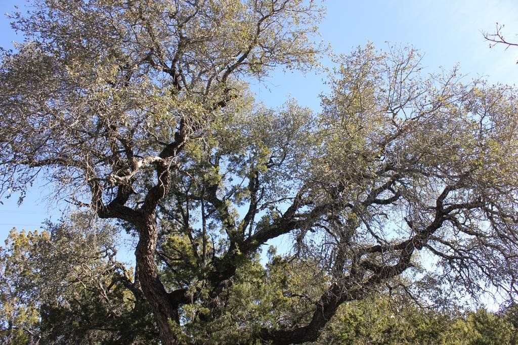 50 acres in Texas County gallery image 4