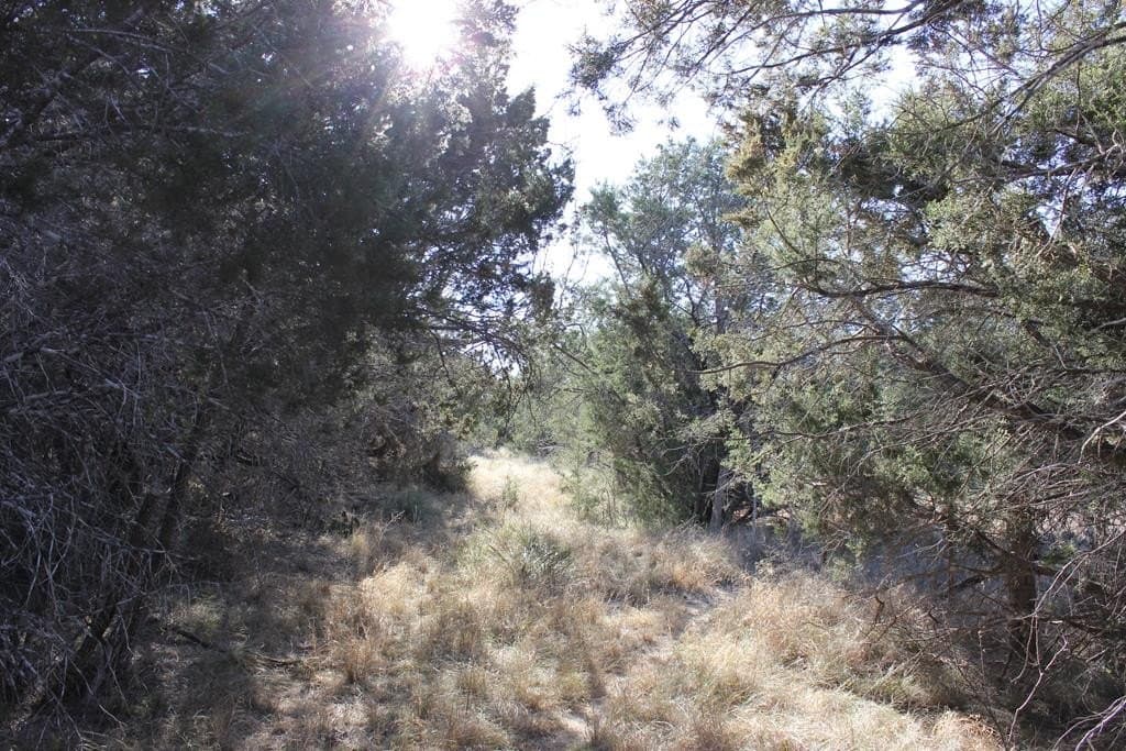50 acres in Texas County - photo 9