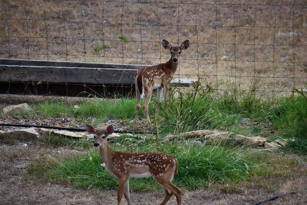 48 acres in Coryell County - photo 10
