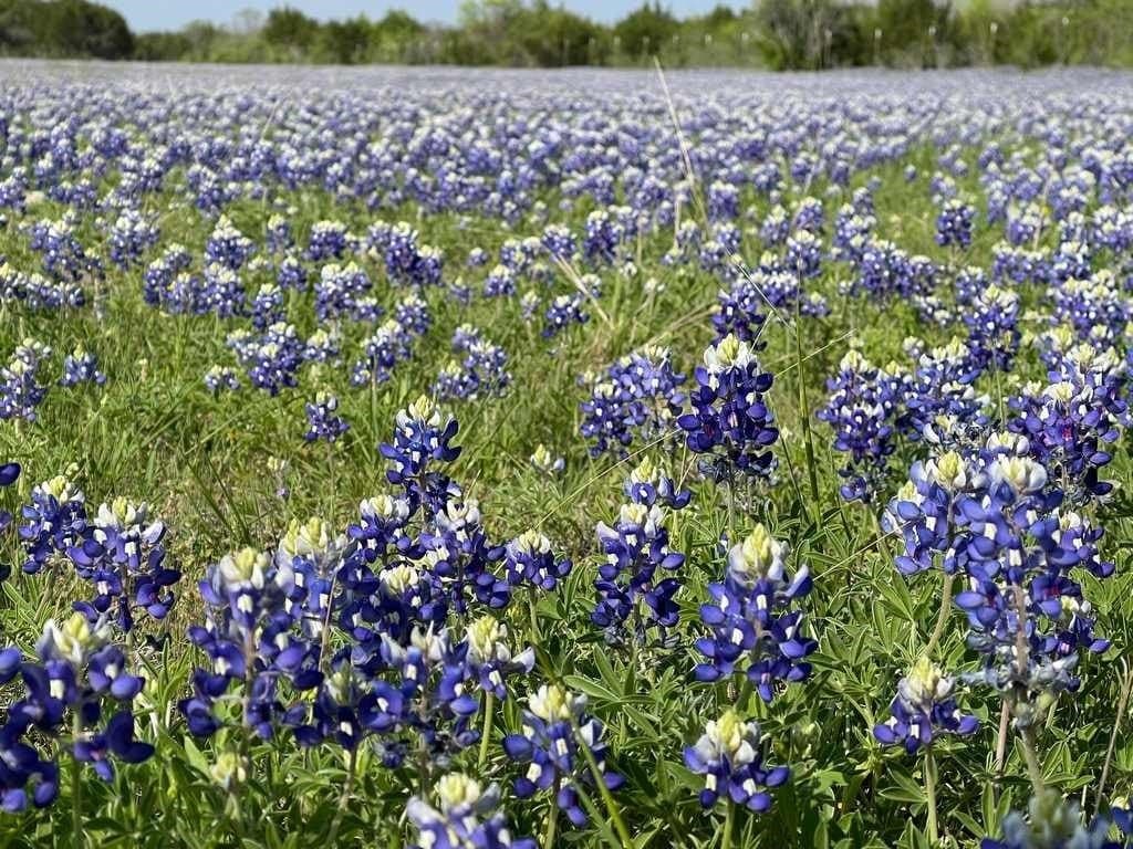 48 acres in Coryell County - photo 6