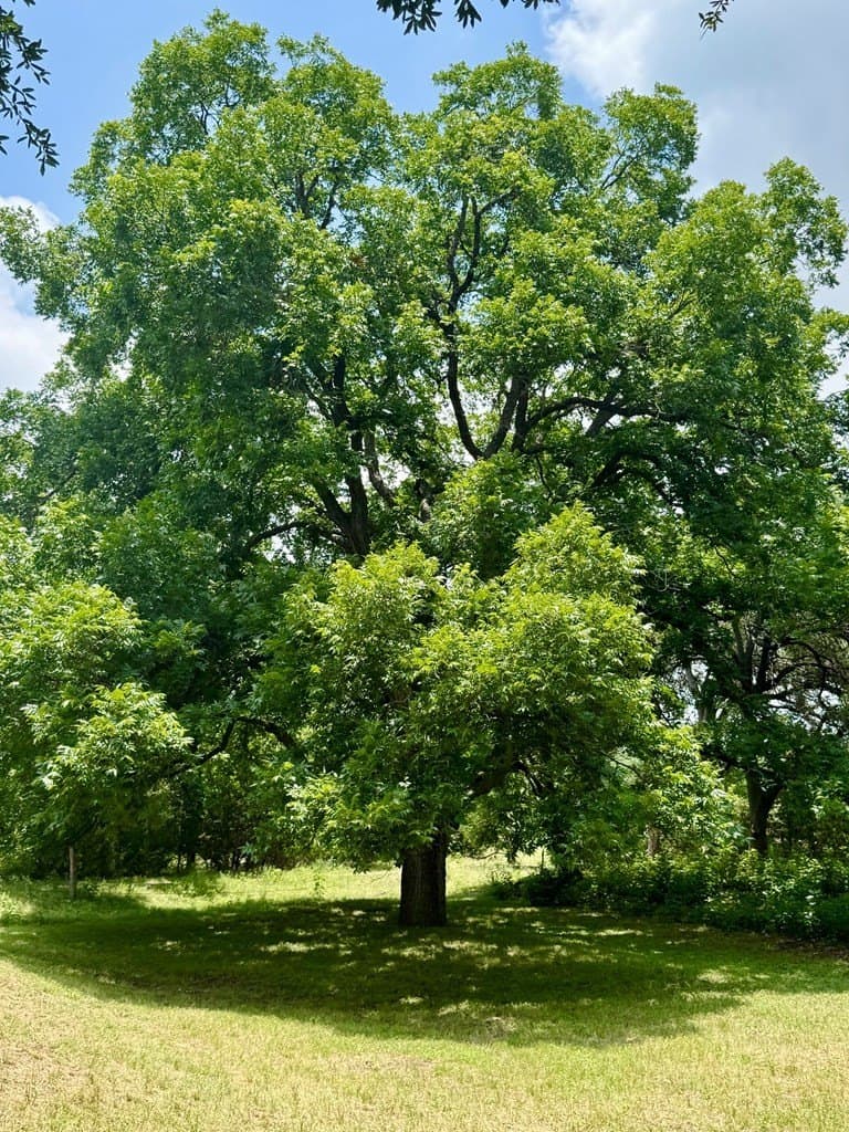 1.62 acres in Real County - photo 16