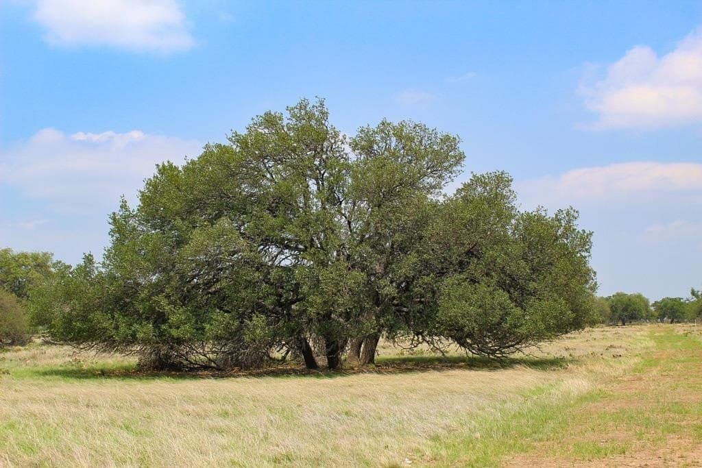 5.19 acres in Kerr County