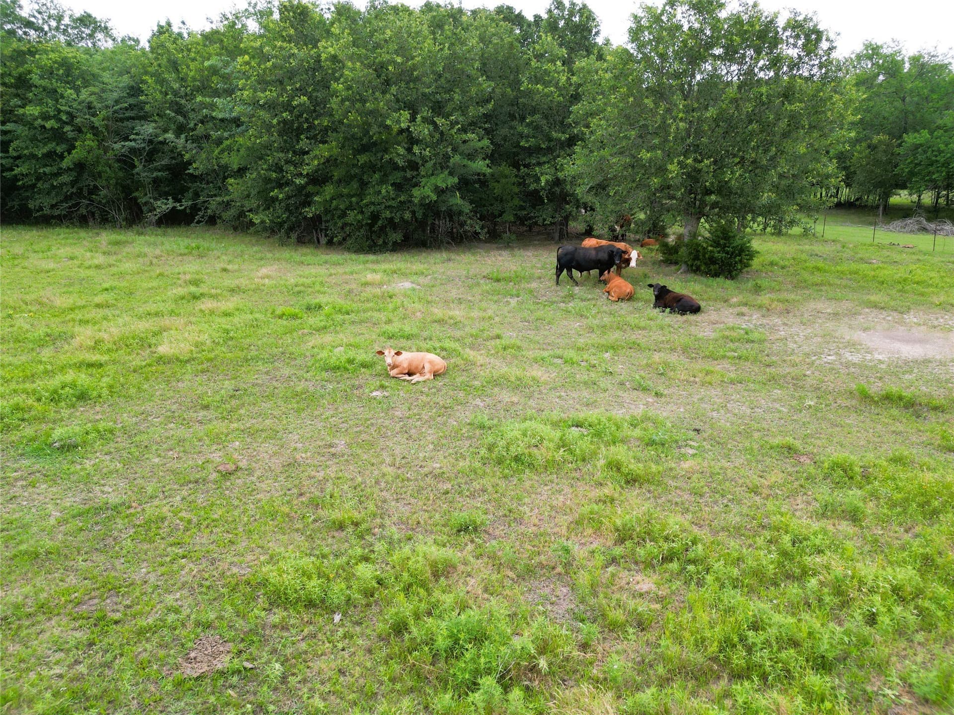 30.21 acres in Hopkins County - photo 9
