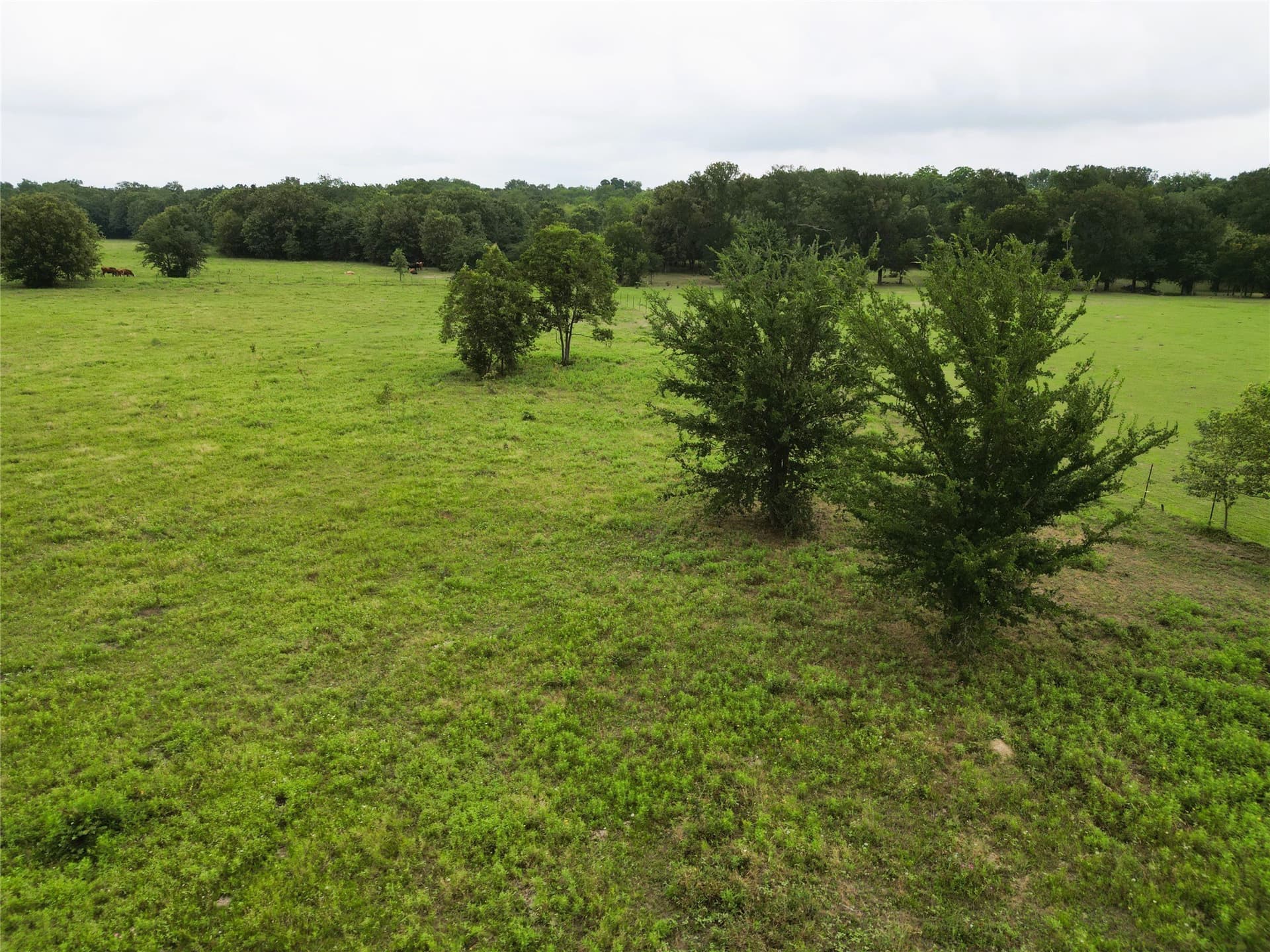 30.21 acres in Hopkins County gallery image 3
