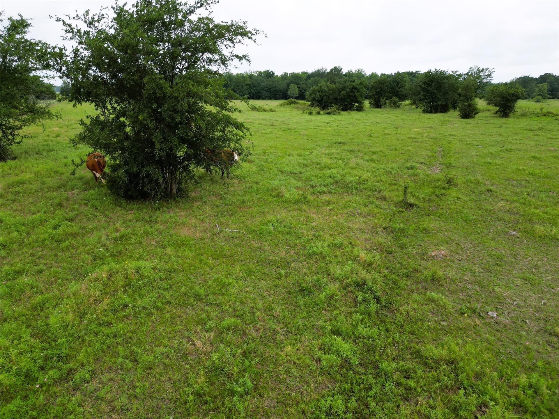 30.21 acres in Hopkins County - photo 10
