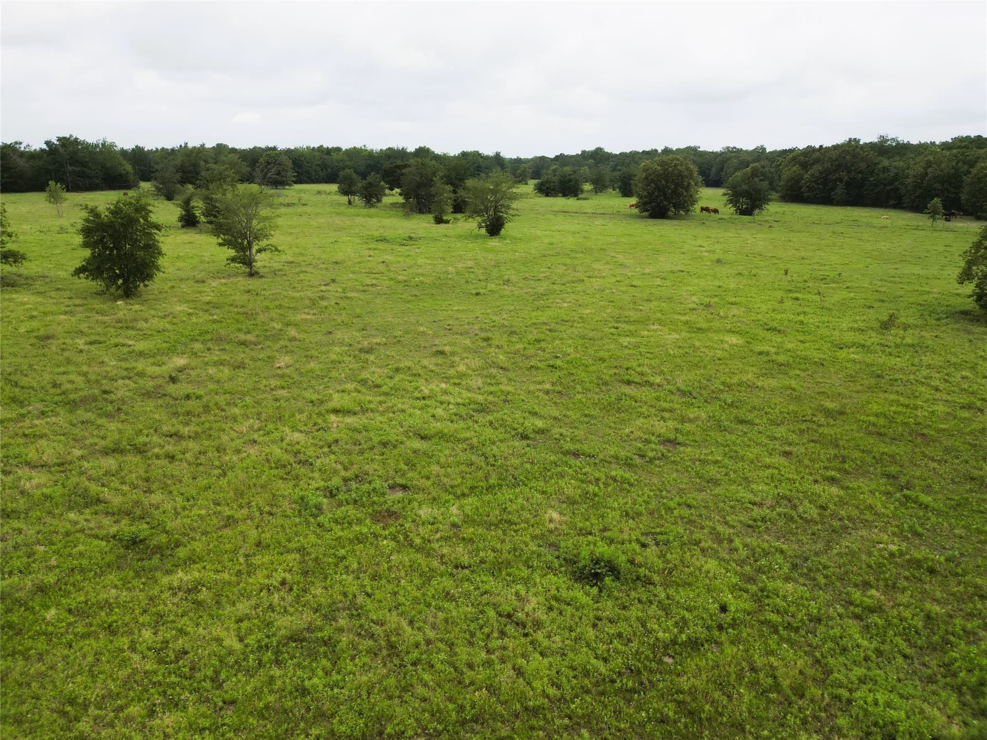 30.21 acres in Hopkins County gallery image 4
