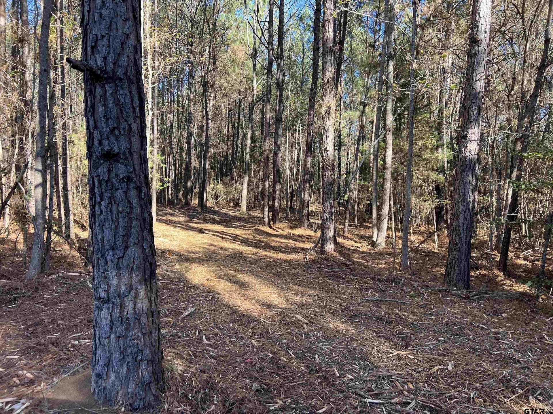 16.09 acres in Cass County gallery image 2