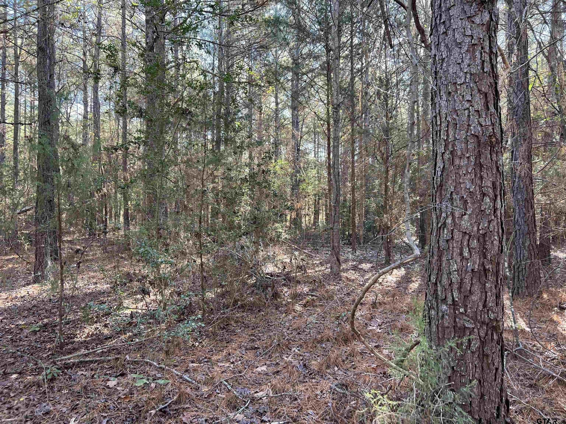 16.09 acres in Cass County gallery image 4