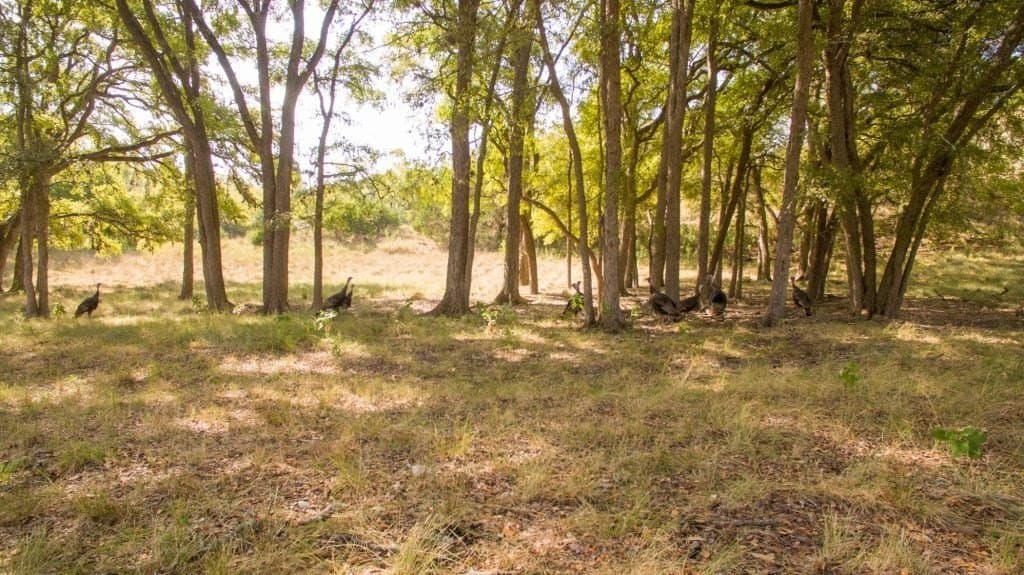 4.62 acres in Kendall County - photo 10