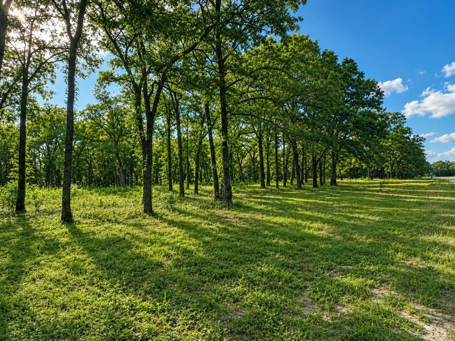 2 acres in Rains County - photo 4