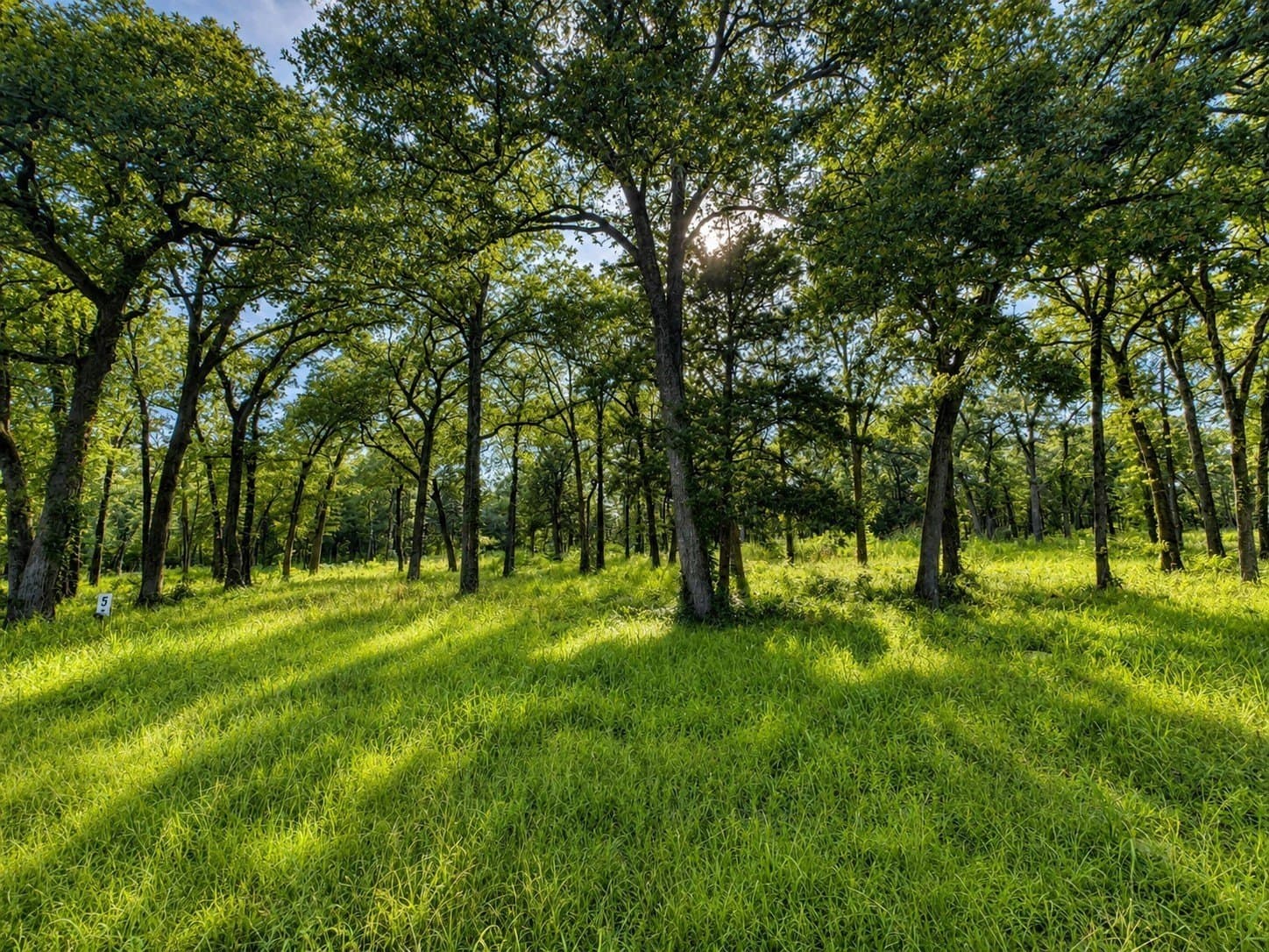 2 acres in Rains County - photo 6