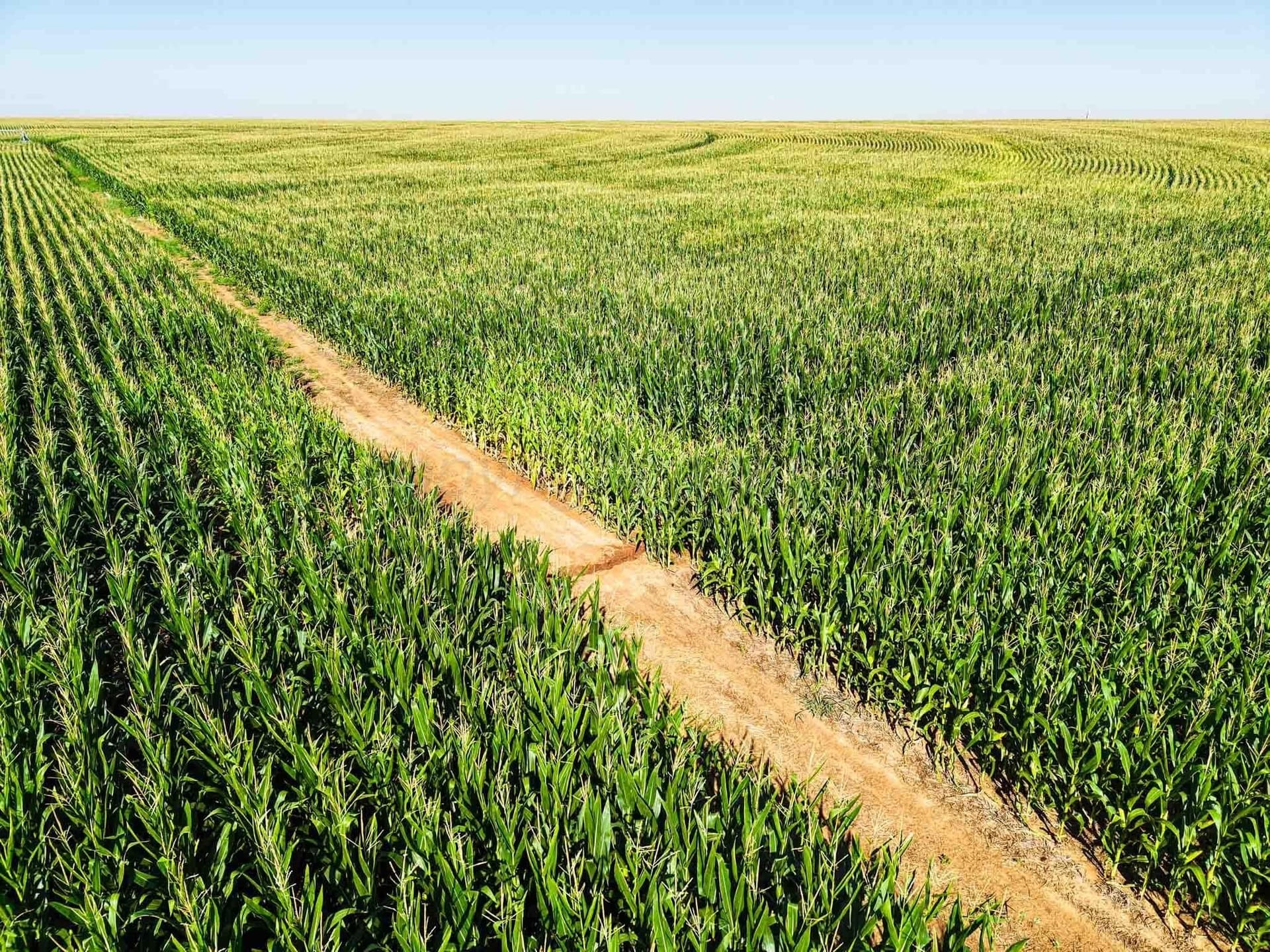 516.34 acres in Castro County - photo 17