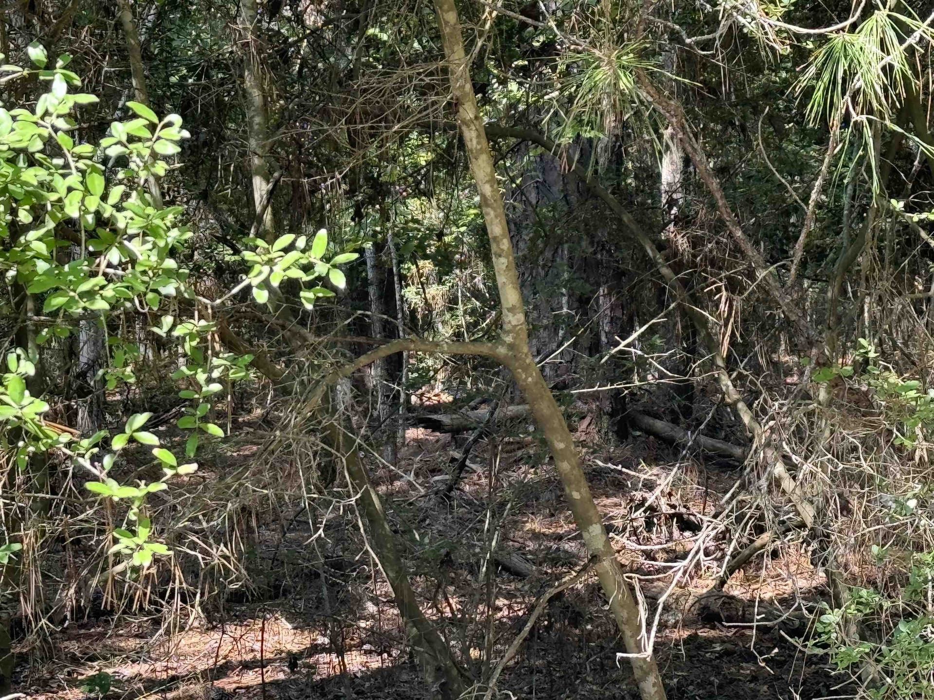 0.25 acres in Texas County featured view