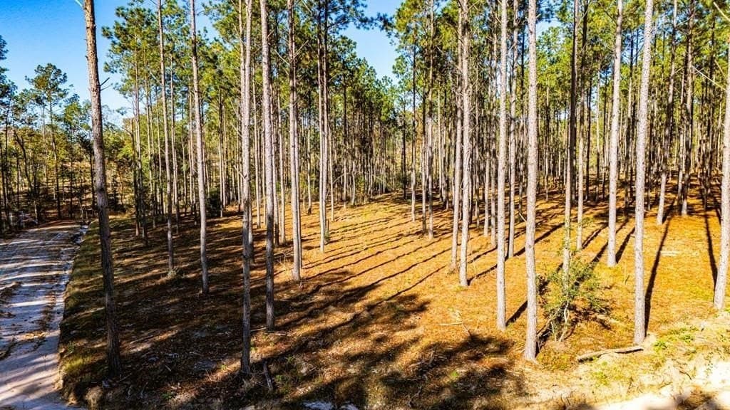 5.81 acres in Polk County - photo 6