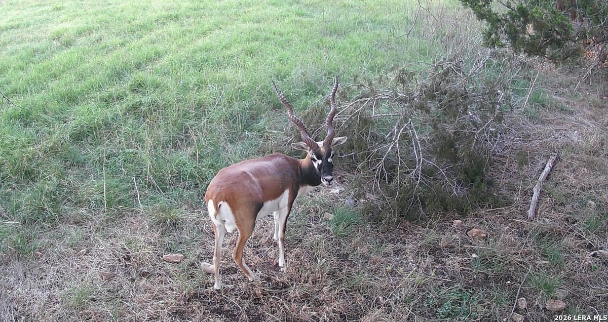 147 acres in Bandera County - photo 21