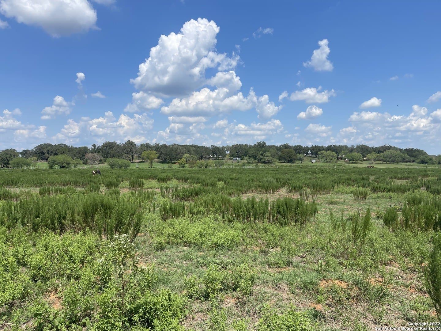 11 acres in Wilson County - photo 3