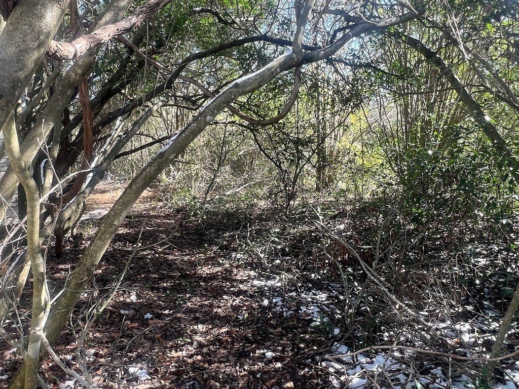 1.2 acres in Austin County gallery image 2