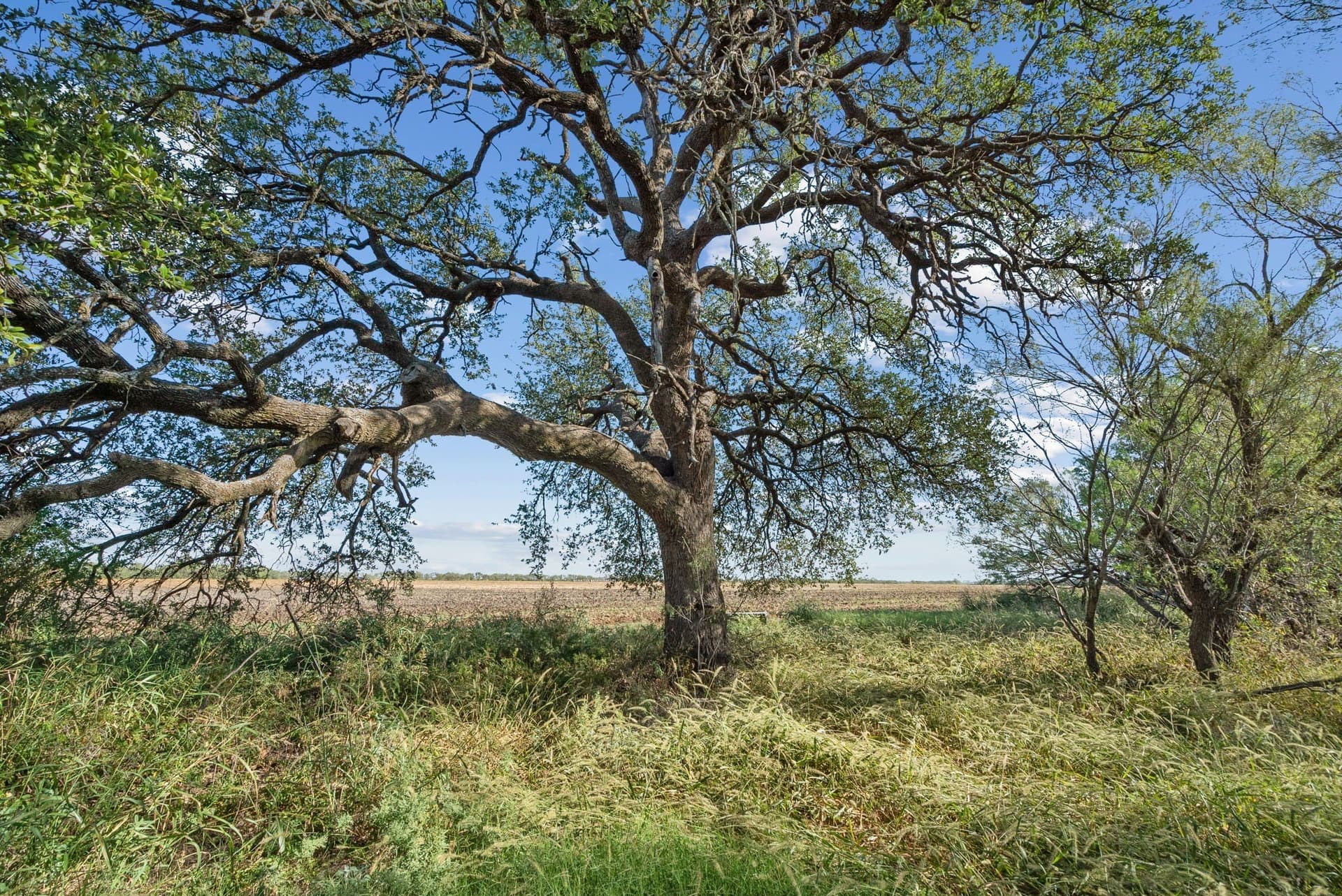 56.48 acres in Coleman County - photo 12