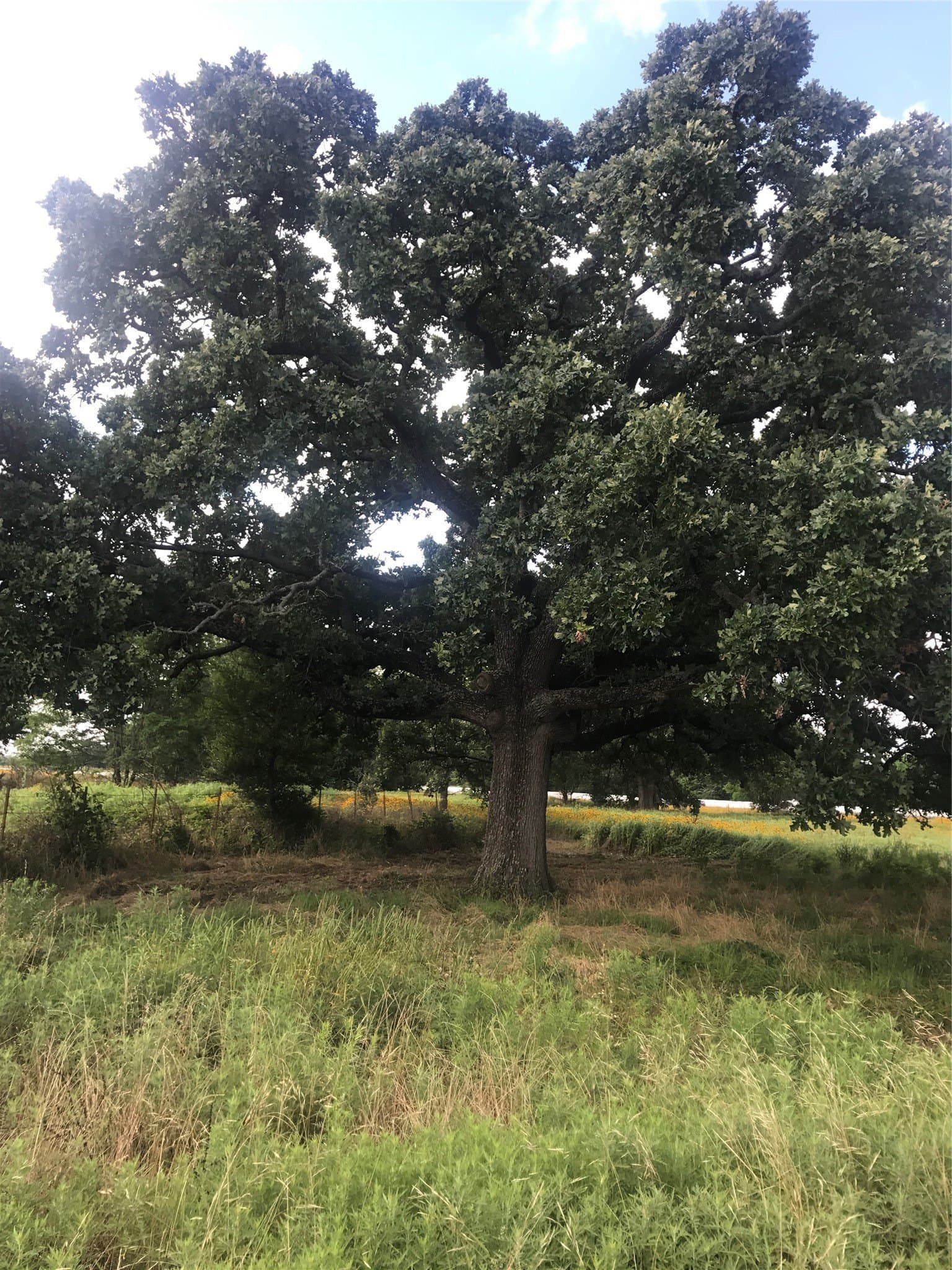 39.14 acres in Van Zandt County gallery image 2