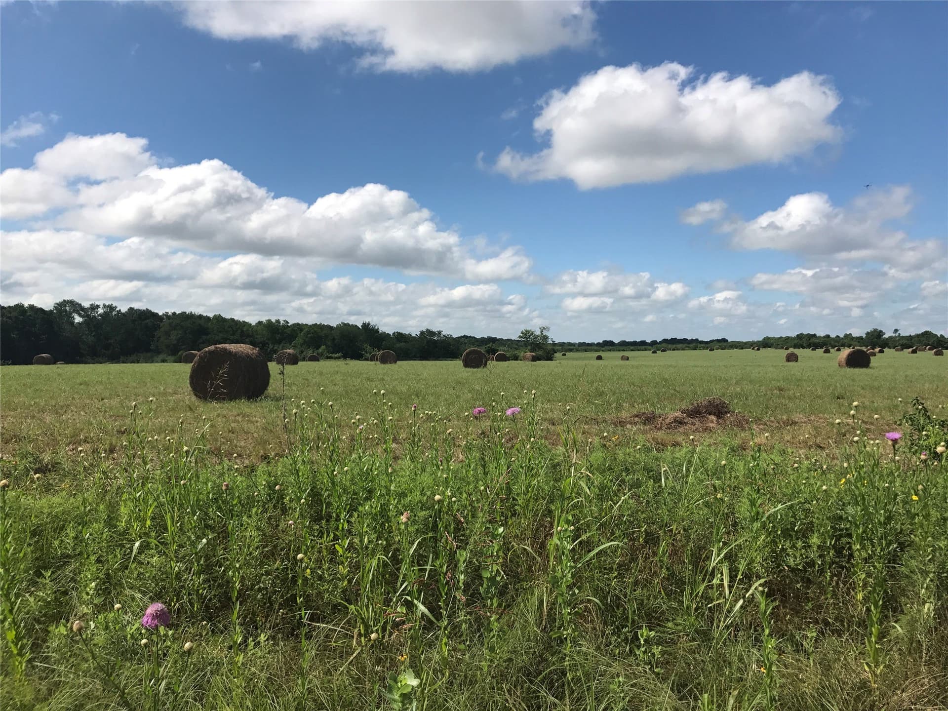 39.14 acres in Van Zandt County gallery image 3