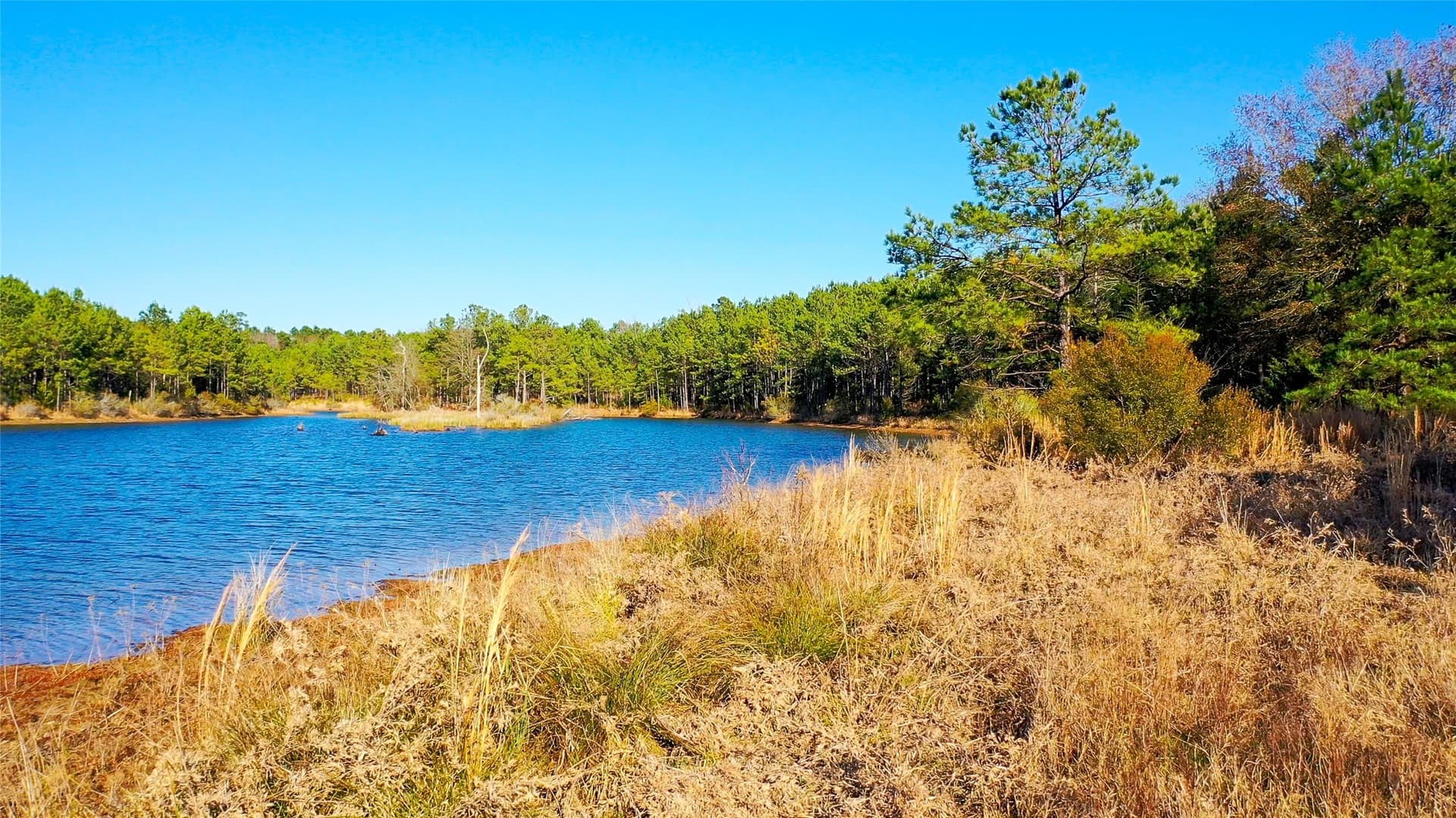 186 acres in Marion County gallery image 3