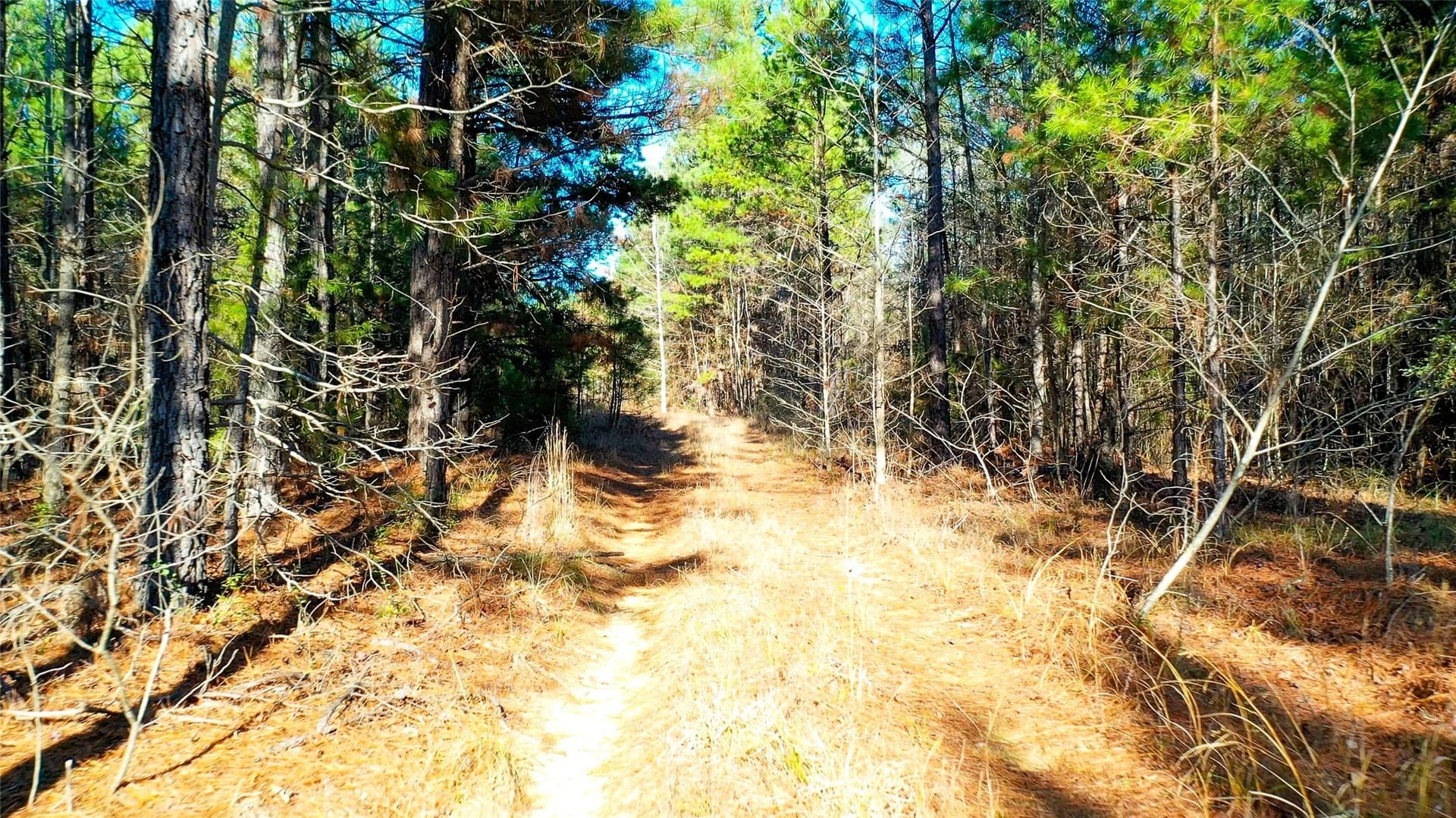 186 acres in Marion County featured view