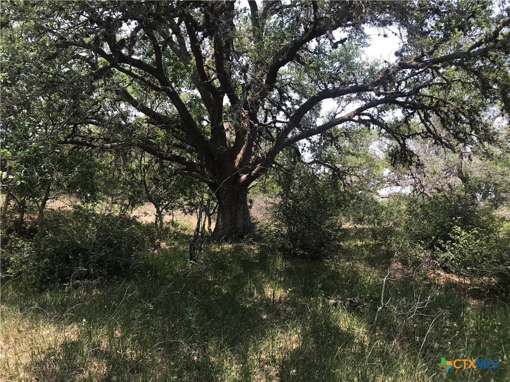 15 acres in Goliad County gallery image 4
