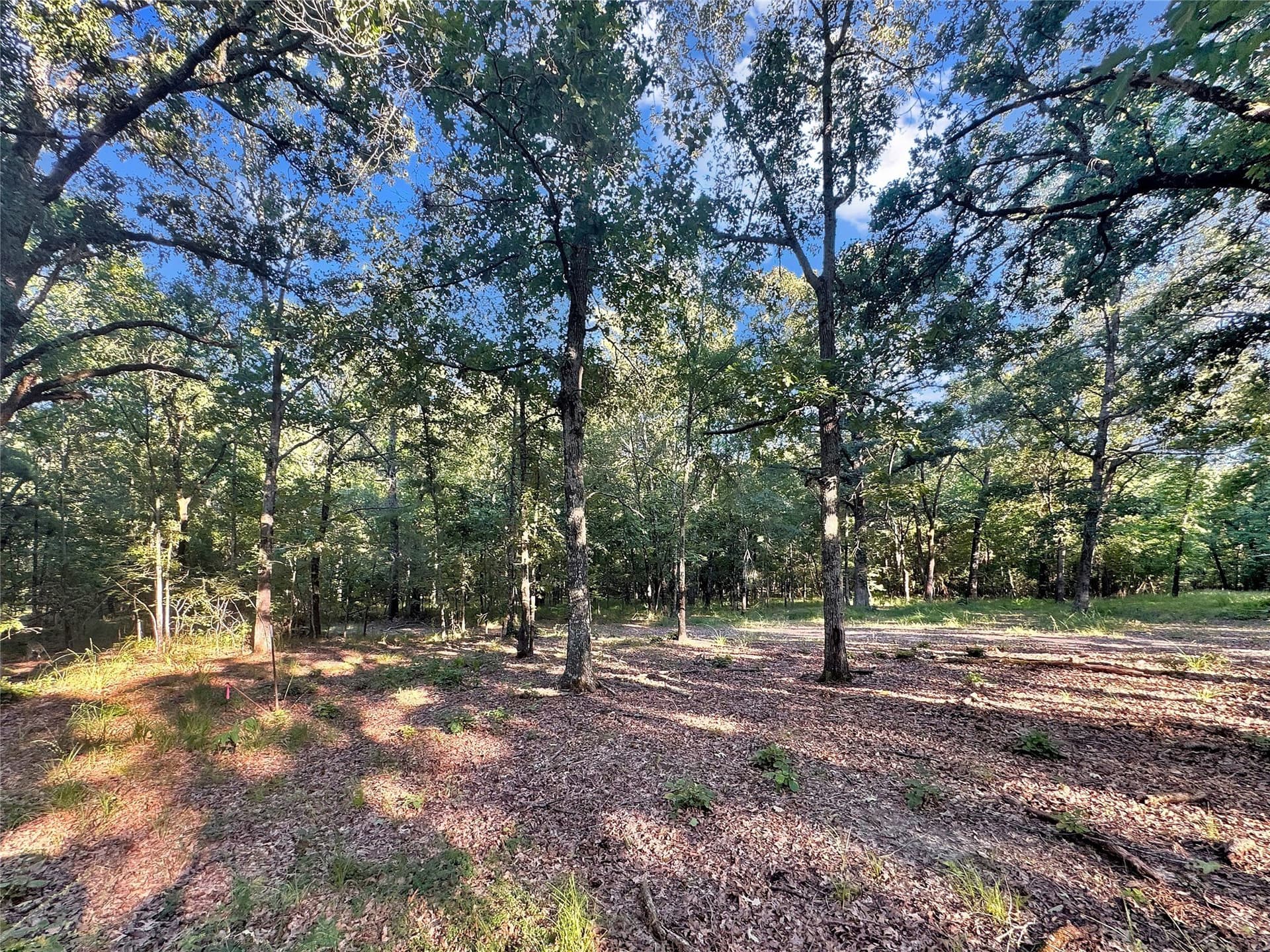 55.97 acres in Red River (TX) County - photo 3