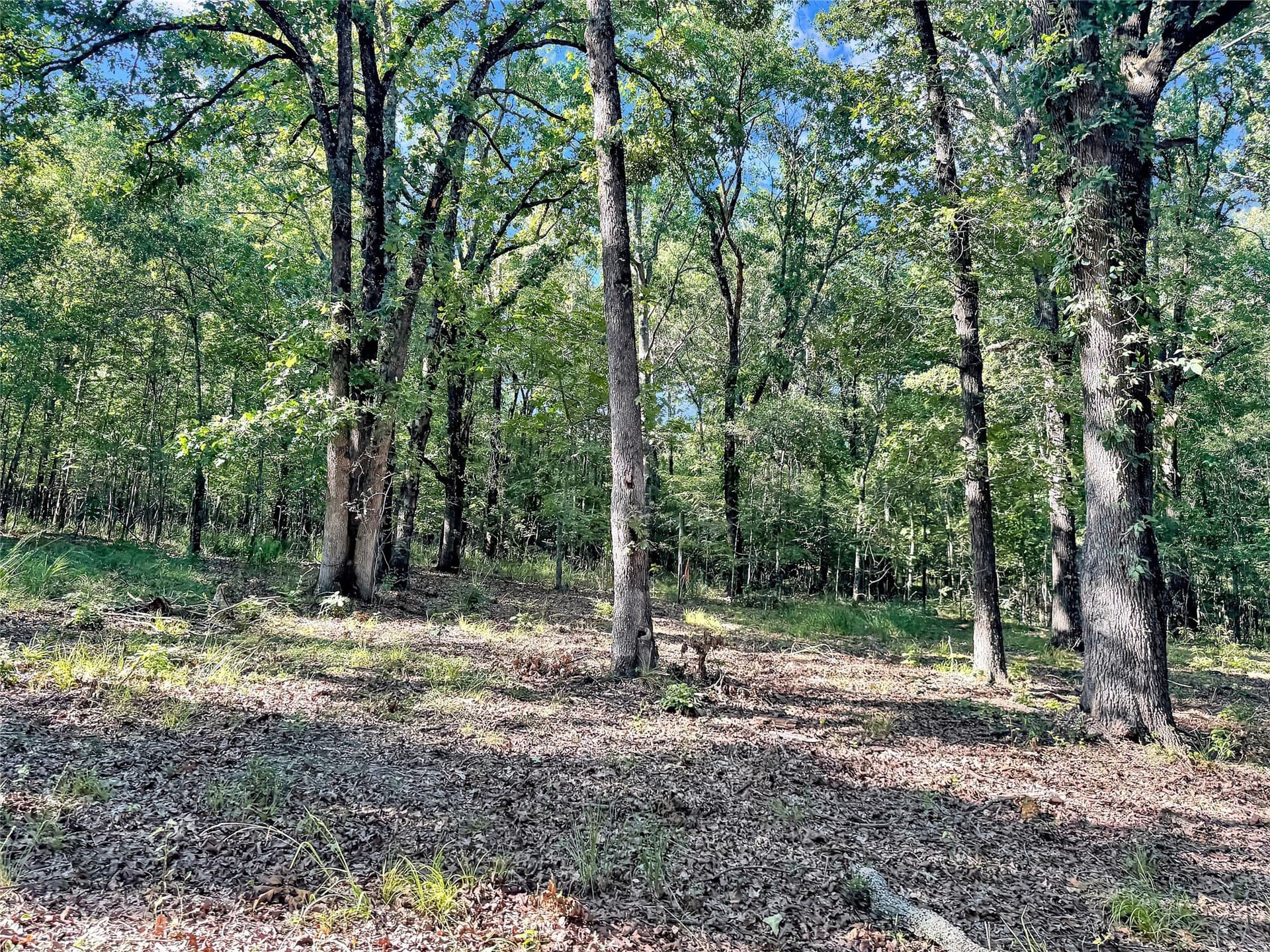 55.97 acres in Red River (TX) County - photo 6