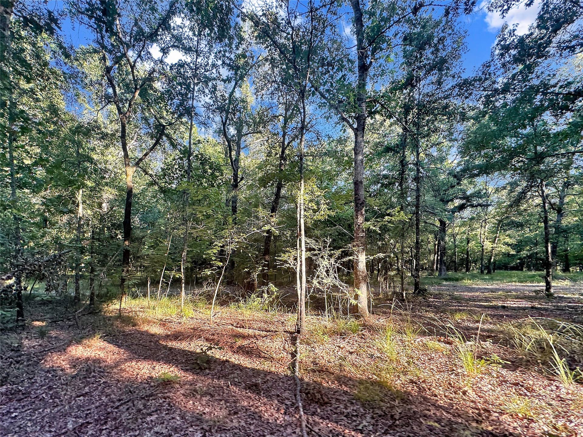 55.97 acres in Red River (TX) County - photo 12