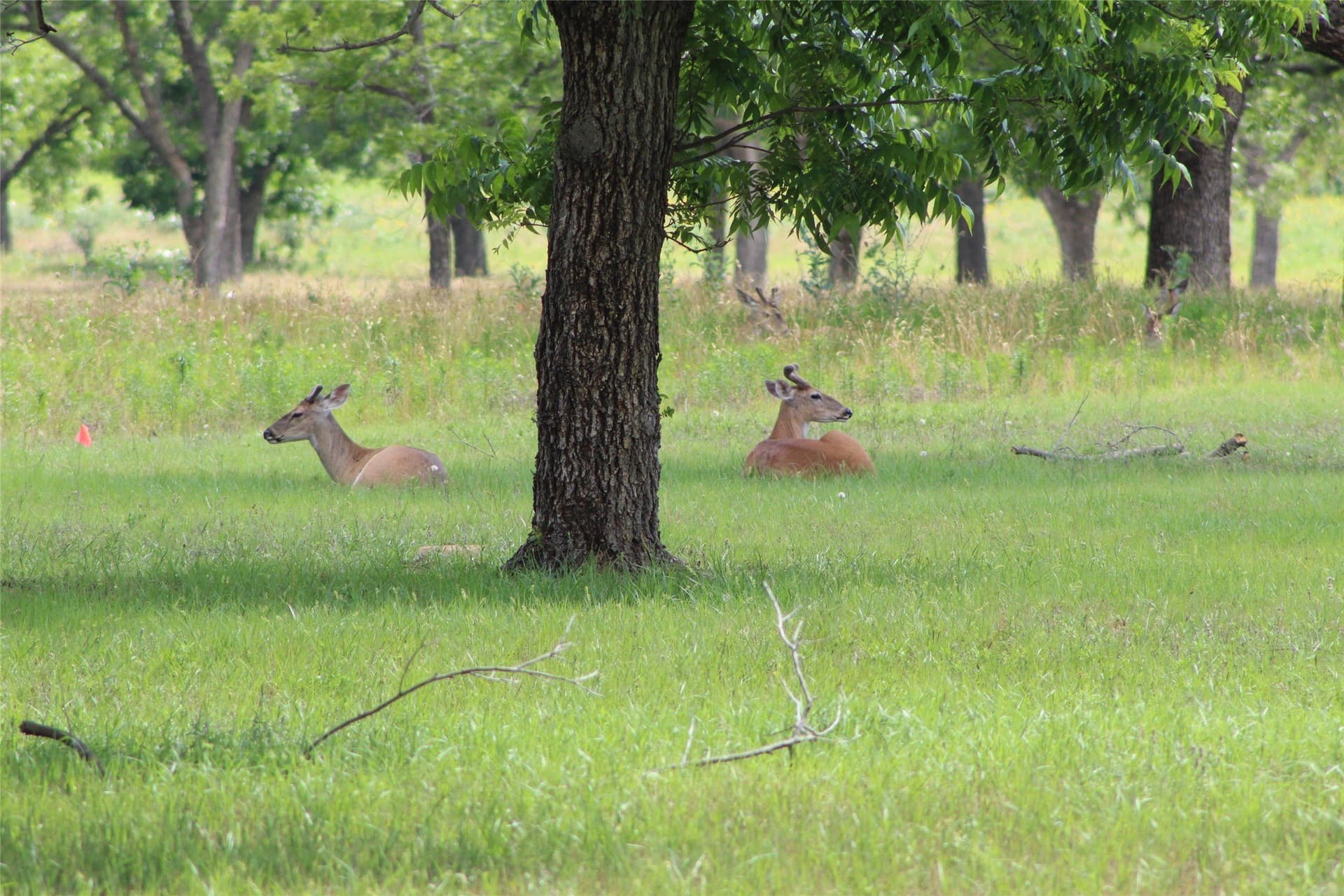 6.29 acres in Johnson County - photo 3