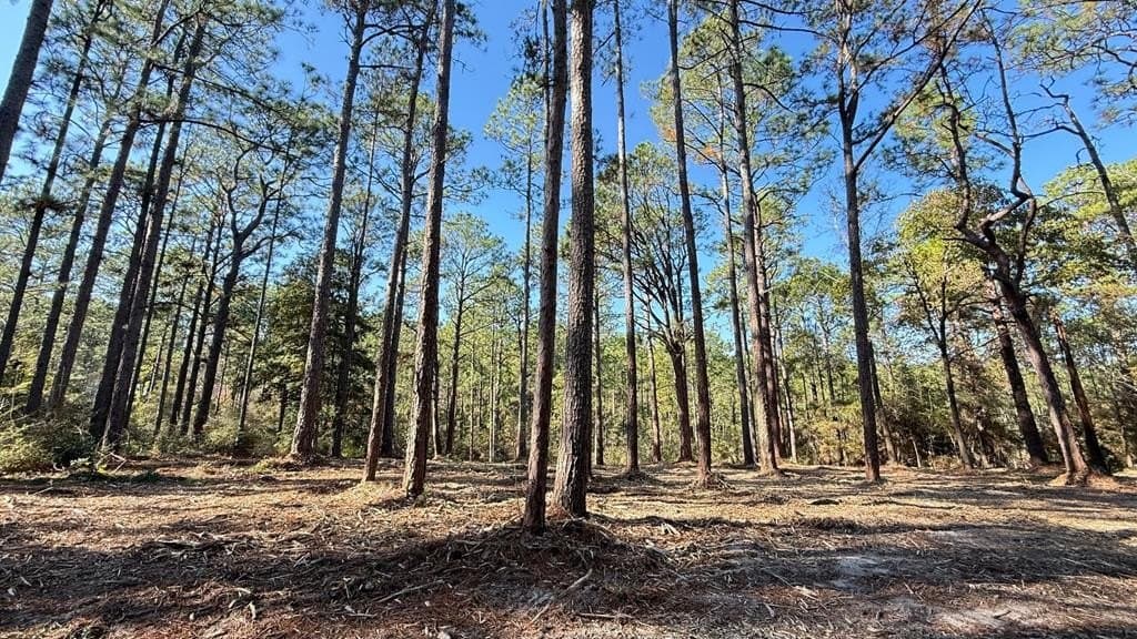 0.49 acres in Texas County gallery image 3