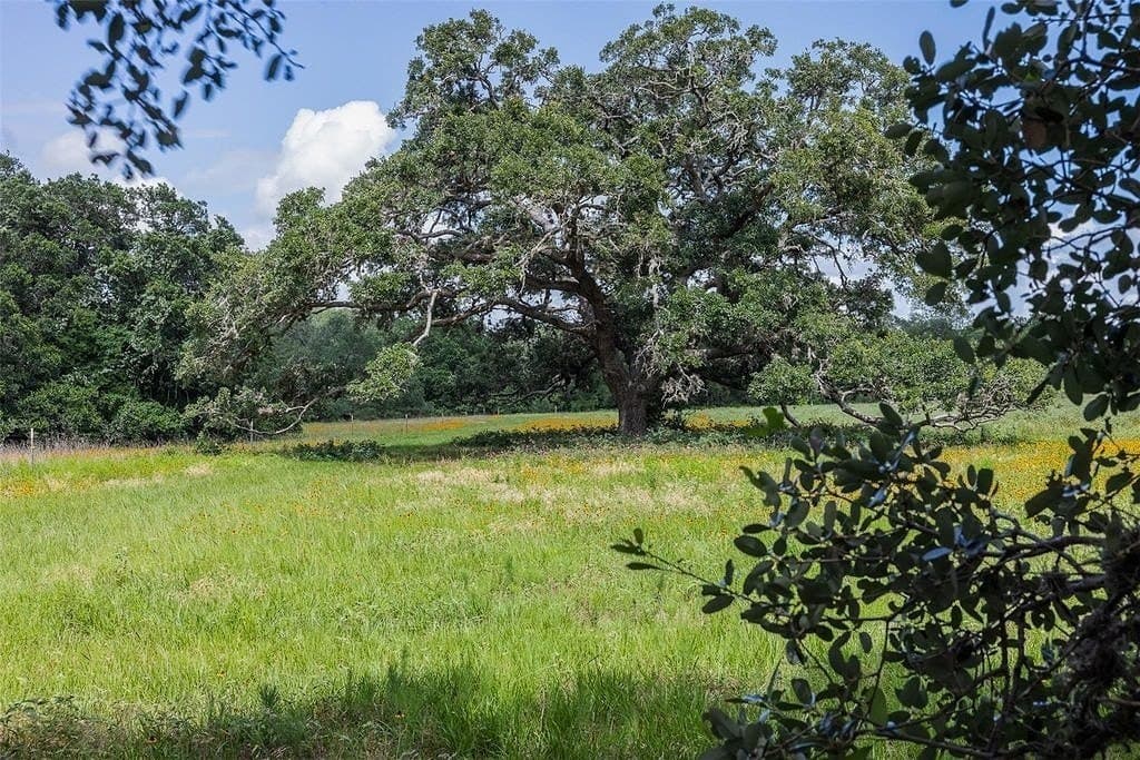 79 acres in Colorado County gallery image 3
