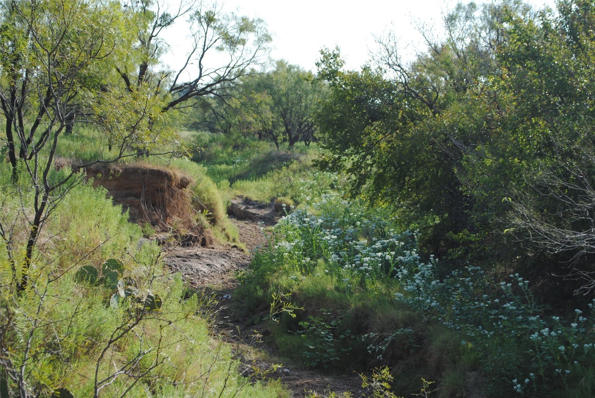 102.8 acres in Comanche County - photo 10