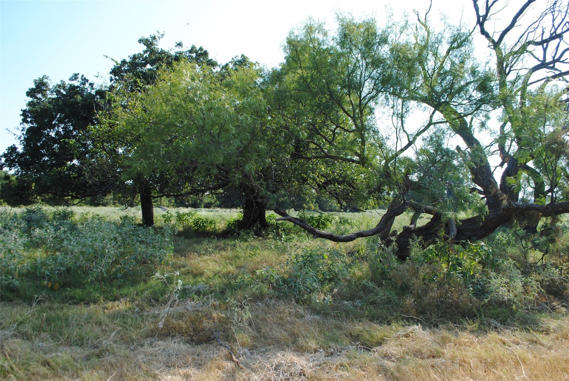 102.8 acres in Comanche County gallery image 3