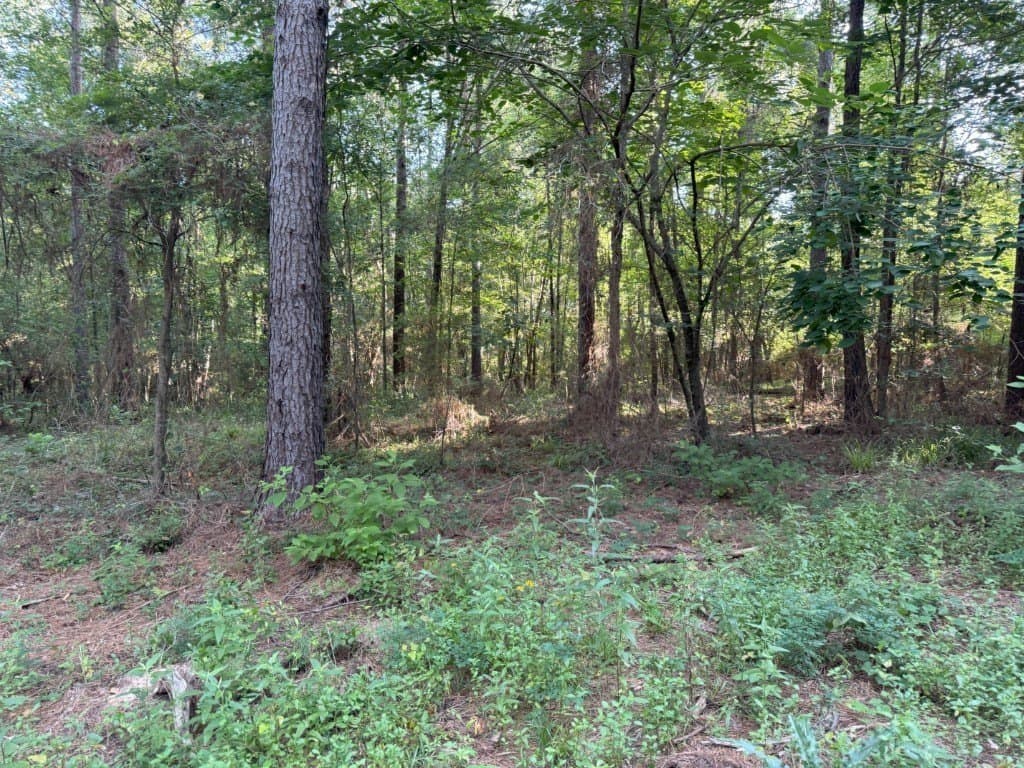 48 acres in Panola County - photo 33