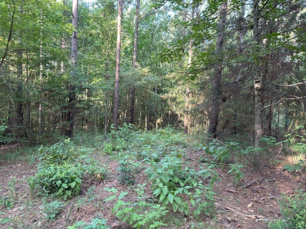 48 acres in Panola County - photo 35