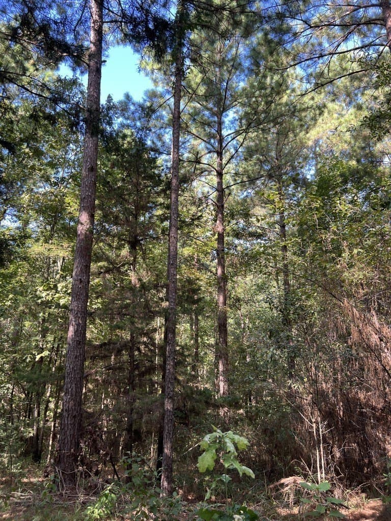 48 acres in Panola County - photo 24