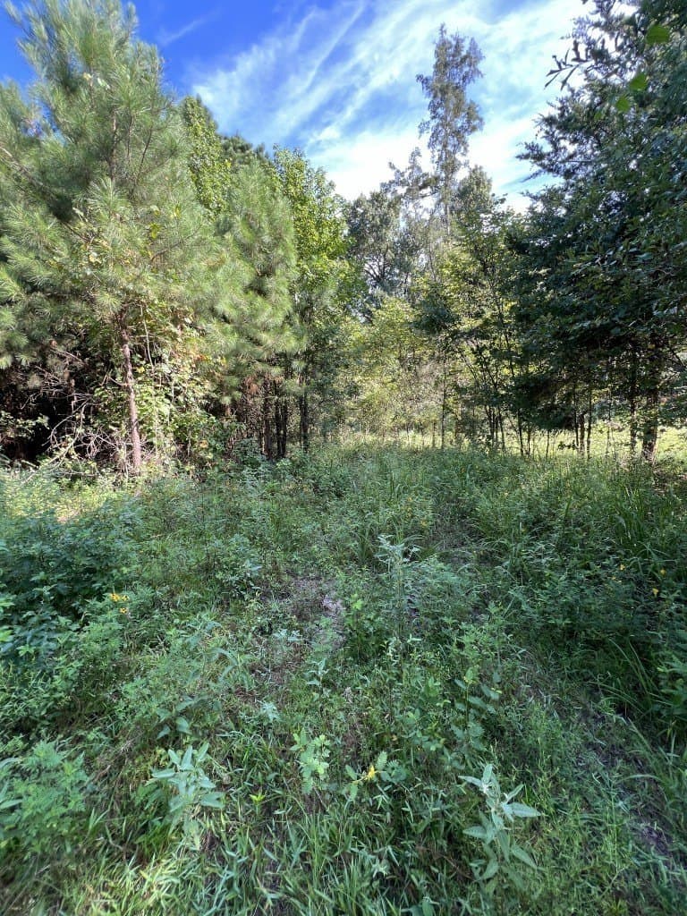 48 acres in Panola County - photo 19