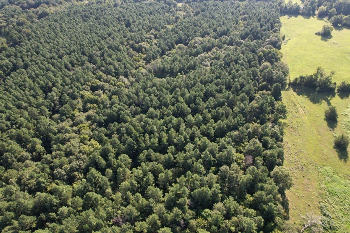 48 acres in Panola County - photo 11