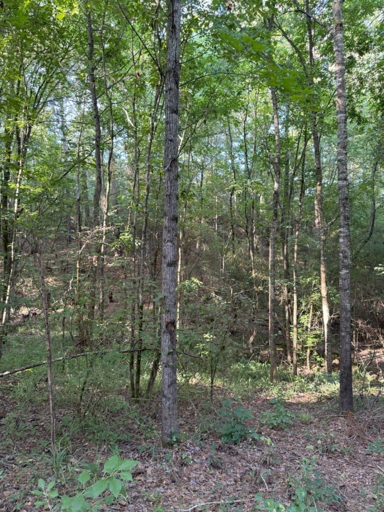 48 acres in Panola County - photo 37