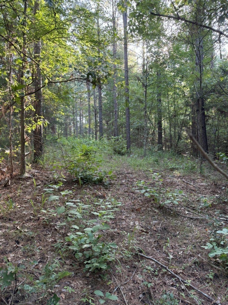 48 acres in Panola County - photo 38