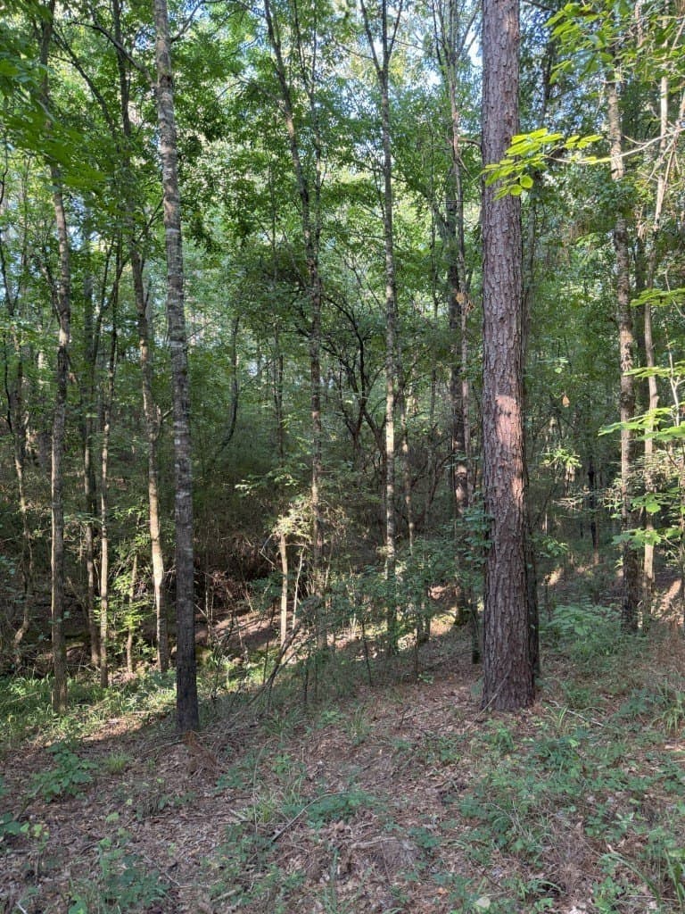 48 acres in Panola County - photo 36