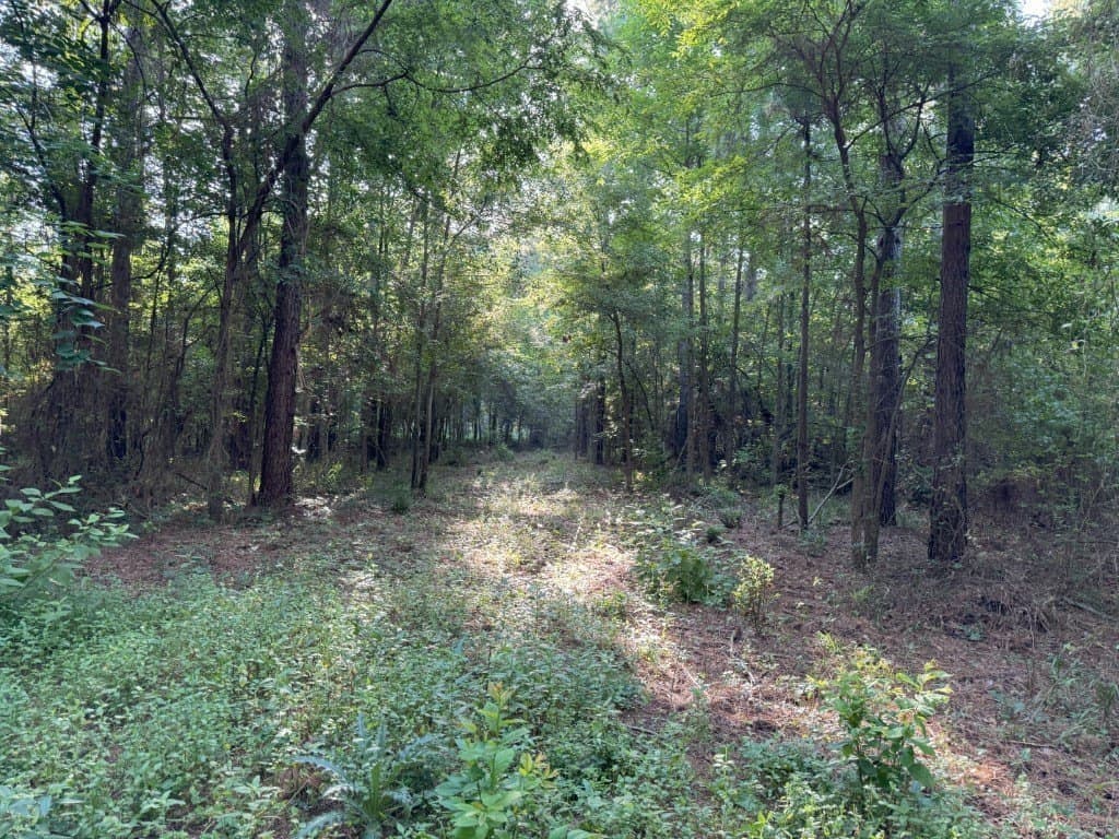48 acres in Panola County - photo 34