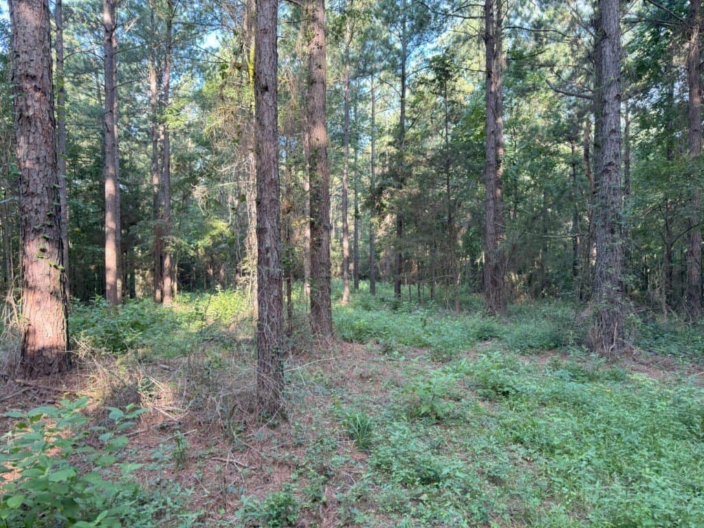 48 acres in Panola County - photo 31
