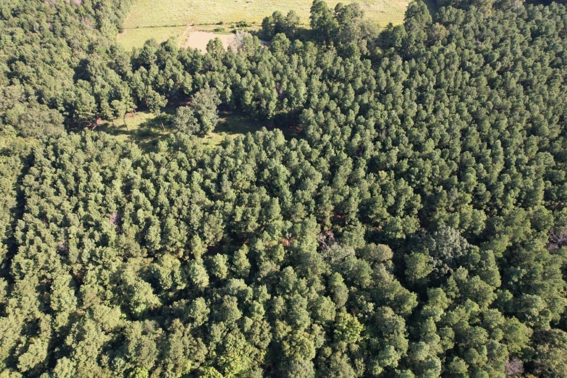 48 acres in Panola County - photo 10