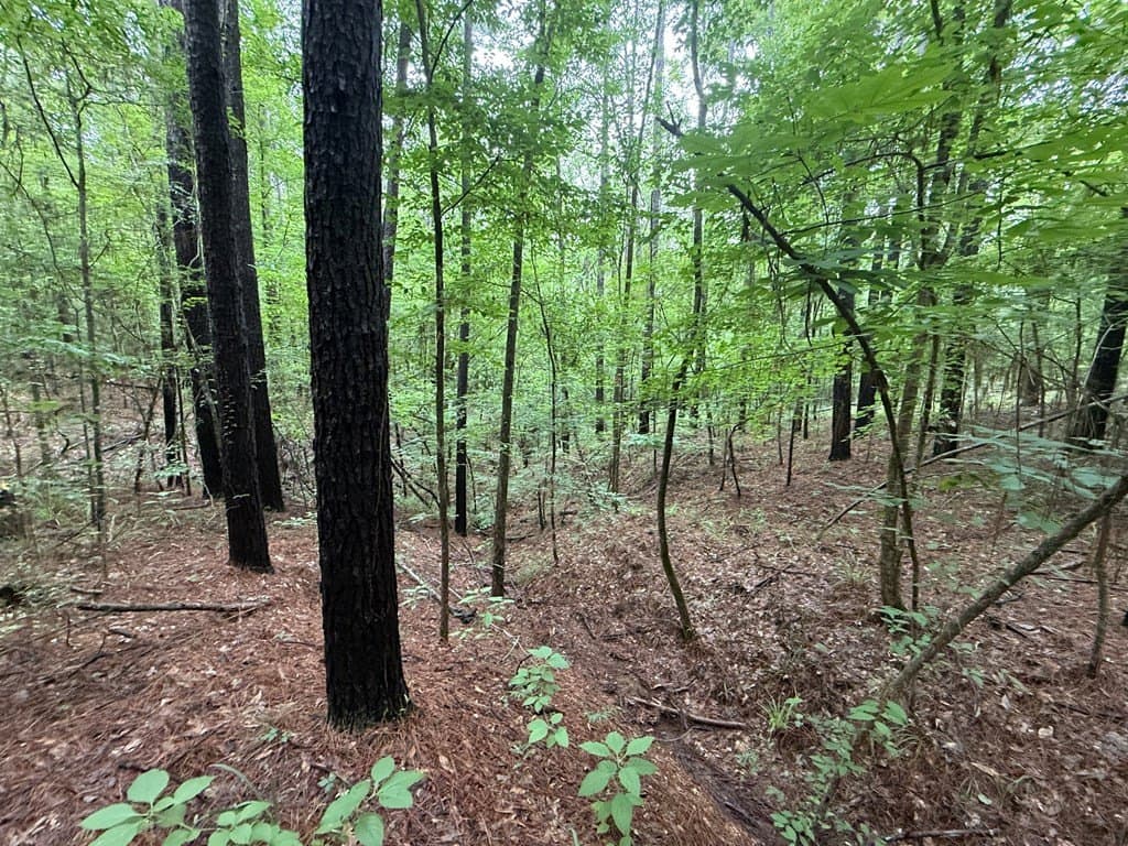 5 acres in Texas County - photo 11