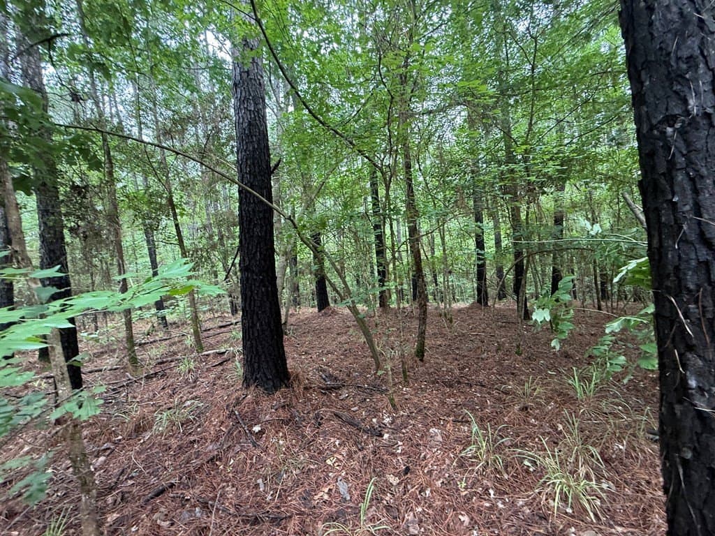 5 acres in Texas County featured view