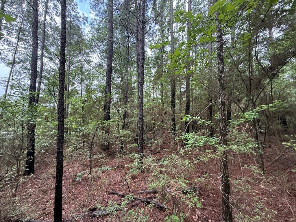 5 acres in Texas County gallery image 3