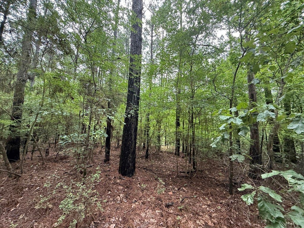 5 acres in Texas County - photo 7